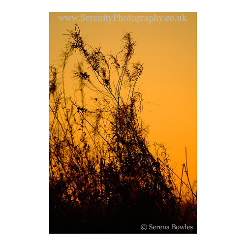 Silhouetted grasses against the orange glow of the evening sky